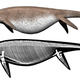 Artist’s impression, including possible skeletal composition of Shonisaurus.